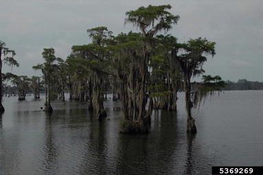 bald cypress, Taxodium spp.  (Pinales: Cupressaceae) - 5369269