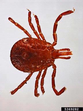 lone star tick, Amblyomma americanum  (Acari: Ixodidae) - 5369282