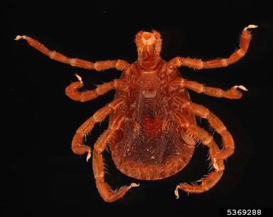 lone star tick, Amblyomma americanum  (Acari: Ixodidae) - 5369288