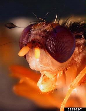 Mediterranean fruit fly, Medfly, Ceratitis capitata  (Diptera: Tephritidae) - 5369297