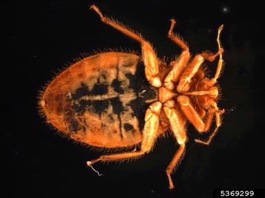 western bat bug, Cimex pilosellus  (Hemiptera: Cimicidae) - 5369299