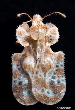 chrysanthemum lace bug, Corythucha marmorata  (Hemiptera: Tingidae) - 5369302