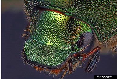 Japanese beetle, Popillia japonica  (Coleoptera: Scarabaeidae) - 5369325