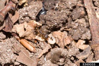 ants,    (Hymenoptera: Formicidae) - 5369333