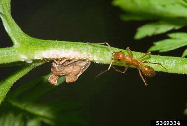 treehopper, Entylia carinata  (Hemiptera: Membracidae) - 5369334