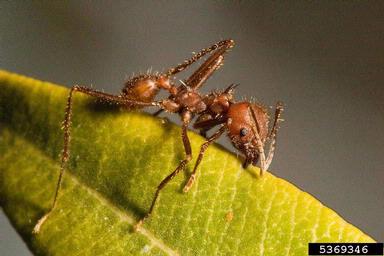 Texas leafcutting ant, Atta texana  (Hymenoptera: Formicidae) - 5369346