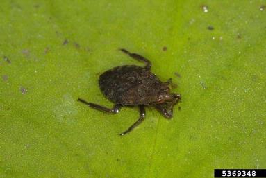 giant water bug, Lethocerus americanus  (Hemiptera: Belostomatidae) - 5369348