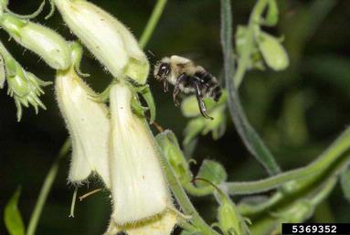 bumble bees, Bombus spp.  (Hymenoptera: Apidae) - 5369352