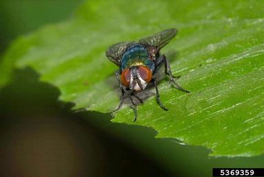 common green bottle fly, Lucilia sericata  (Diptera: Calliphoridae) - 5369359