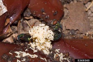 common green bottle fly, Lucilia sericata  (Diptera: Calliphoridae) - 5369360