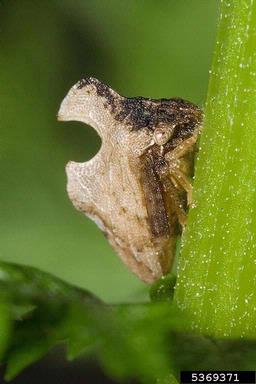treehopper, Entylia carinata  (Hemiptera: Membracidae) - 5369371