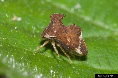 treehopper, Entylia carinata  (Hemiptera: Membracidae) - 5369372