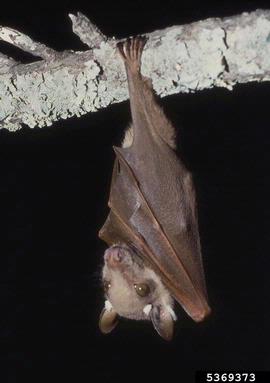 Wahlberg's epauletted fruit bat, Epomophorus wahlbergi  (Chiroptera: Pteropodidae) - 5369373