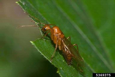 ants,    (Hymenoptera: Formicidae) - 5369375