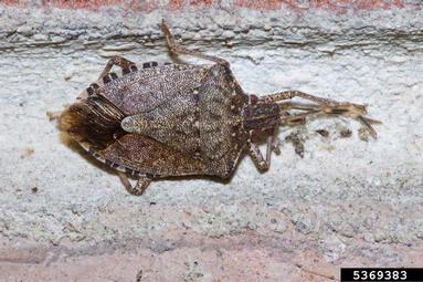 brown marmorated stink bug, Halyomorpha halys  (Hemiptera: Pentatomidae) - 5369383