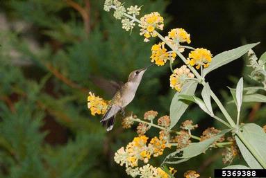 hummingbird,    (Trochiliformes: Trochilidae) - 5369388
