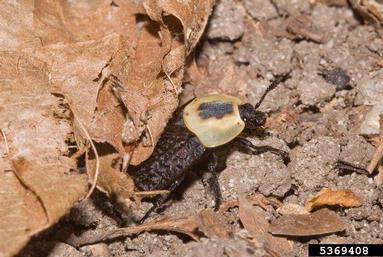 American carrion beetle, Necrophila americana  (Coleoptera: Silphidae) - 5369408