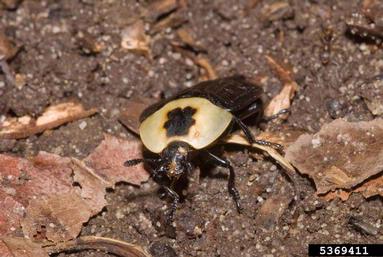 American carrion beetle, Necrophila americana  (Coleoptera: Silphidae) - 5369411