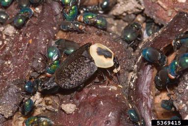 American carrion beetle, Necrophila americana  (Coleoptera: Silphidae) - 5369415