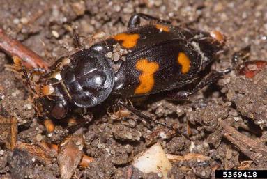 burying beetle, Nicrophorus orbicollis  (Coleoptera: Silphidae) - 5369418
