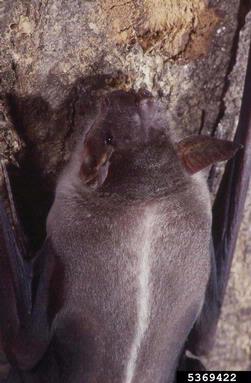 greater bulldog bat, Noctilio leporinus  (Chiroptera: Noctilionidae) - 5369422