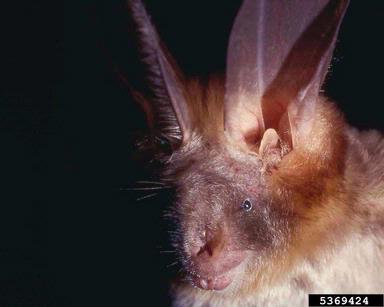 Egyptian slit-faced bat, Nycteris thebaica  (Chiroptera: Nycteridae) - 5369424