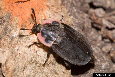 margined carrion beetle, Oiceoptoma noveboracensis  (Coleoptera: Silphidae) - 5369432