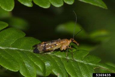common scorpion flies, Panorpa spp.  (Mecoptera: Panorpidae) - 5369435