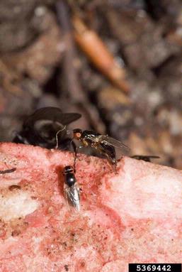 cheese skipper, Piophila casei  (Diptera: Piophilidae) - 5369442