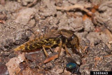 rove beetle, Platydracus maculosus  (Coleoptera: Staphylinidae) - 5369443