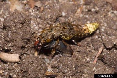 rove beetle, Platydracus maculosus  (Coleoptera: Staphylinidae) - 5369445
