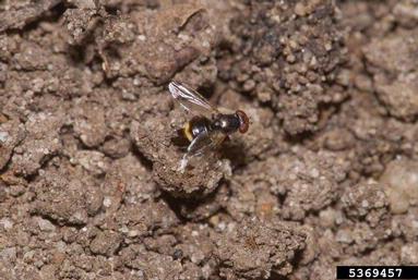 picture-winged flies, Euxesta spp.  (Diptera: Ulidiidae) - 5369457