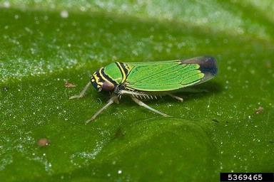 leafhoppers, Tylozygus spp.  (Hemiptera: Cicadellidae) - 5369465