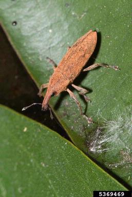 weevil, Lixus spp.  (Coleoptera: Curculionidae) - 5369469