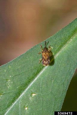 leaf beetles, Sumitrosis spp.  (Coleoptera: Chrysomelidae) - 5369472