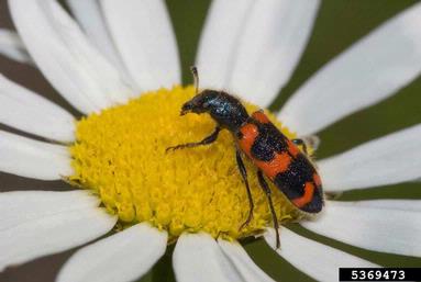 red-blue checkered beetle, Trichodes nutalli  (Coleoptera: Cleridae) - 5369473