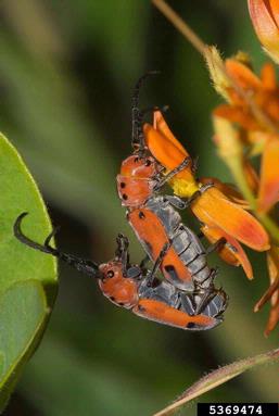 red milkweed beetle, Tetraopes tetrophthalmus  (Coleoptera: Cerambycidae) - 5369474