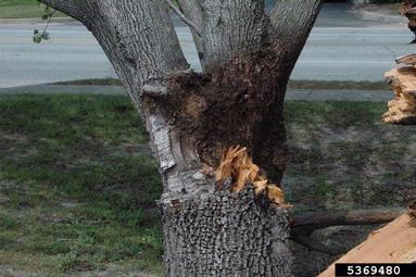 included bark on Callery pear (Bradford pear) (Pyrus calleryana ) - 5369480