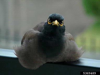 common myna, Acridotheres tristis  (Passeriformes: Sturnidae) - 5369489