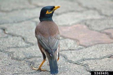 common myna, Acridotheres tristis  (Passeriformes: Sturnidae) - 5369491