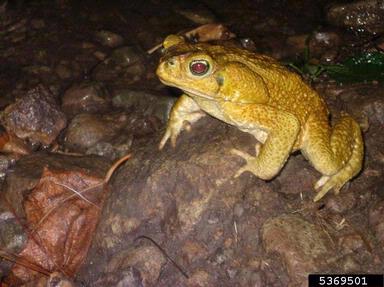 cane toad, Rhinella marina  (Anura: Bufonidae) - 5369501