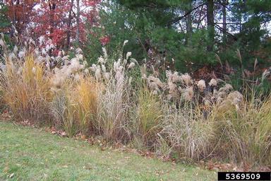 Chinese silvergrass, Miscanthus sinensis  (Cyperales: Poaceae) - 5369509