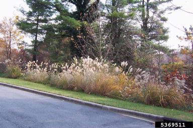 Chinese silvergrass, Miscanthus sinensis  (Cyperales: Poaceae) - 5369511