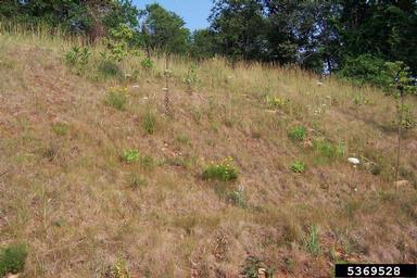 plant succession,    - 5369528