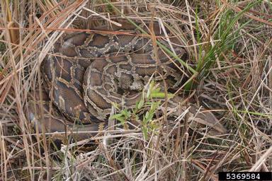 Burmese python, Python molurus ssp. bivittatus (Squamata: Pythonidae) - 5369584