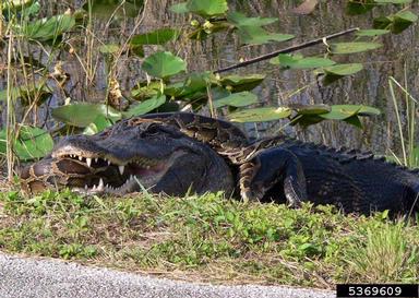 American alligator (Alligator mississippiensis ) on Burmese python (Python molurus ssp. bivittatus) - 5369609
