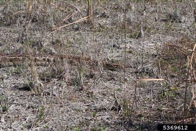 Burmese python, Python molurus ssp. bivittatus (Squamata: Pythonidae) - 5369612