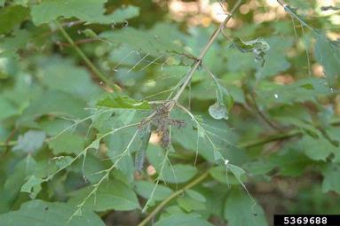 dogwood sawfly (Macremphytus tarsatus ) on dogwood (Cornus spp. ) - 5369688