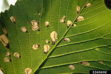 elm leafminer (Kaliofenusa ulmi ) on elm (Ulmus spp. ) - 5369692