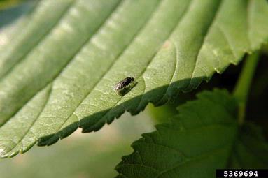 elm leafminer (Kaliofenusa ulmi ) on elm (Ulmus spp. ) - 5369694